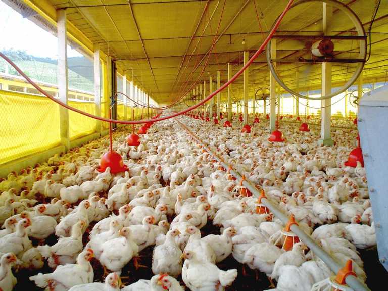 Avanzan las negociaciones con China para reabrir mercado aviar