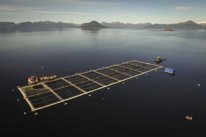 ¿Que Esconden las Salmoneras? Debate_ambiental
