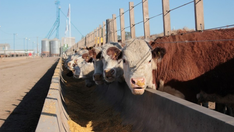El gran negocio energético argentino puede ser Vaca Viva