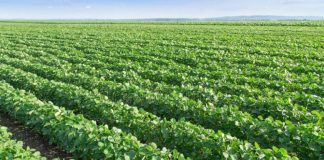 Advierten sobre la falta de diversidad de los sistemas agrícolas nacionales, dominados por monocultivos.