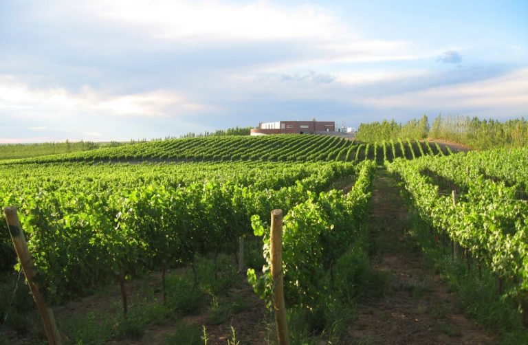La producción de vino argentino se extiende a nuevas provincias