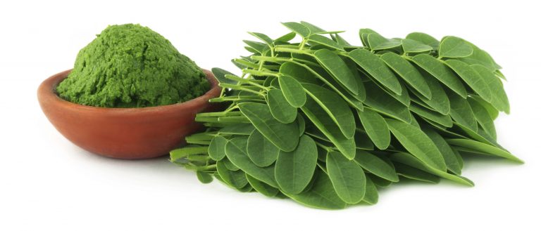 Para el campo, en Salta y Formosa, es «la hora de la moringa»