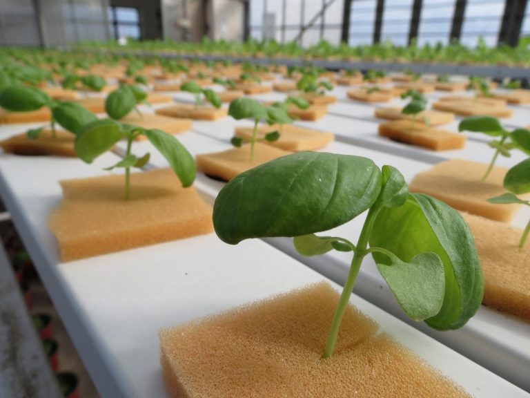 Utilizan técnicas hidropónicas para cultivar hortalizas en climas fríos