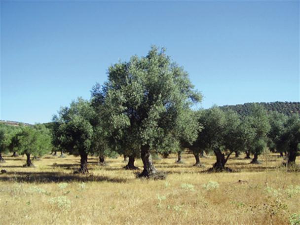 El cambio climático está afectando el cultivo del olivo