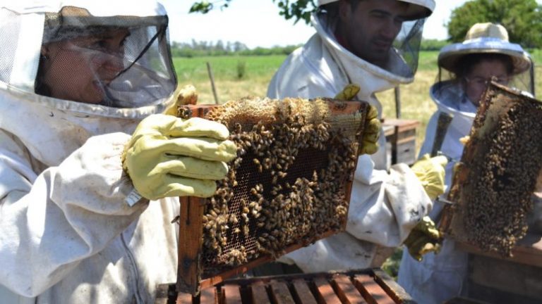 Argentina pierde cada año un 34% de sus colmenas de abejas