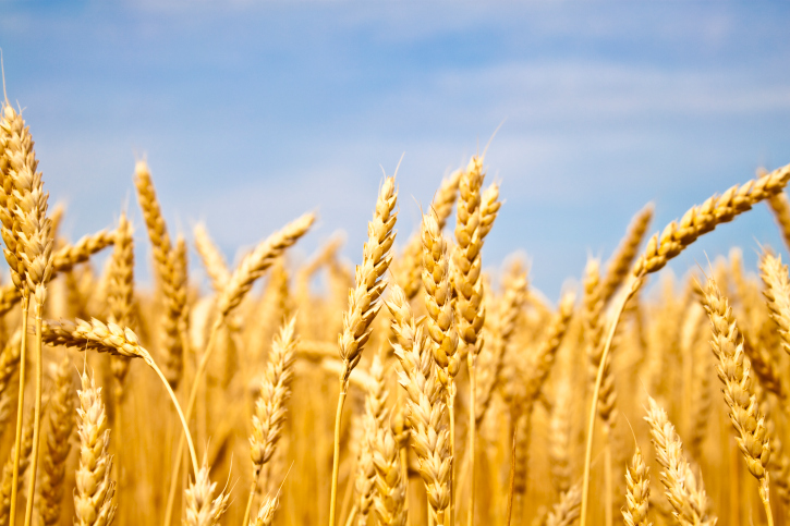 Indonesia compite con Brasil como mayor comprador del trigo argentino