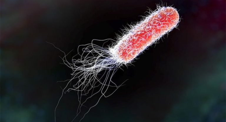 Detectan en Argentina las «superbacterias» que resultan del uso excesivo de antibióticos