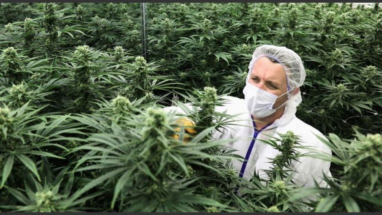 Autorizan el primer centro nacional para cultivar cannabis medicinal en Jujuy