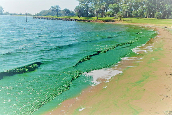 Lagunas y embalses argentinos: contaminados por cianobacterias