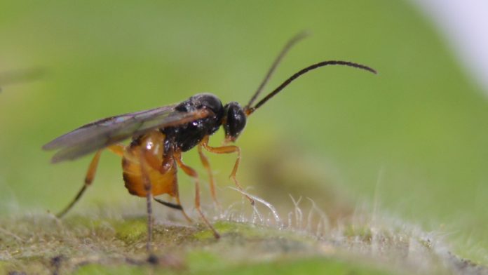 Pseudapanteles-dignus