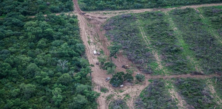Deforestación: en 2018 se taló en forma ilegal el equivalente a dos veces la Capital Federal