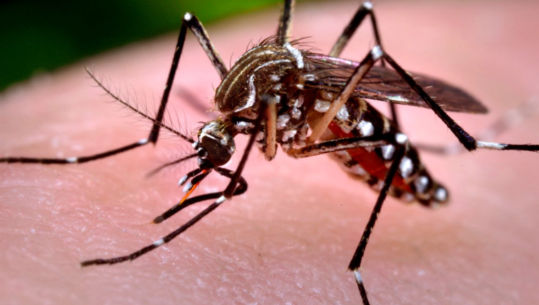 Hay alto riesgo de una epidemia de dengue