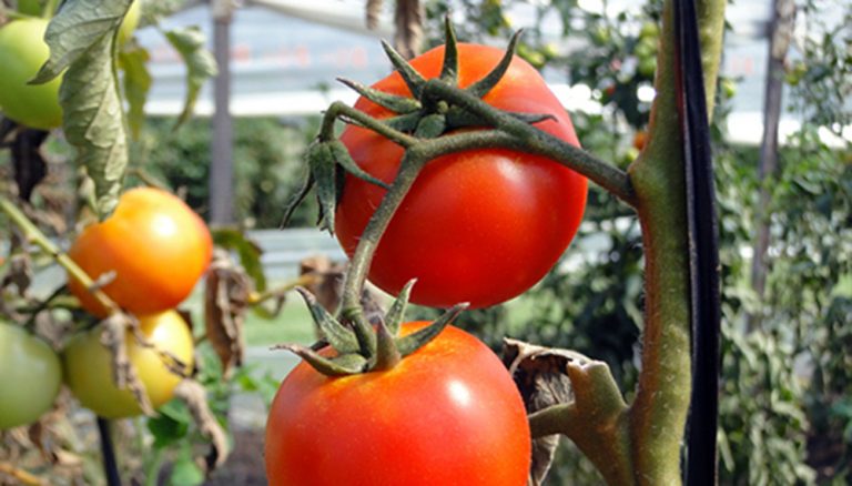 Científicos argentinos buscan recuperar el sabor del tomate