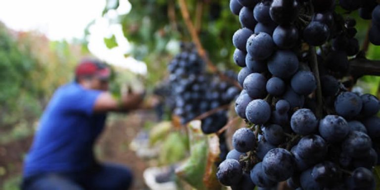 Malbec: la cepa que llegó a ser el vino argentino insignia