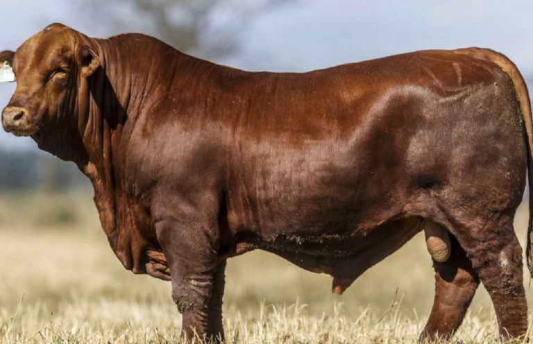 Científicos argentinos editaron el genoma de un toro para mejorar la producción de carne