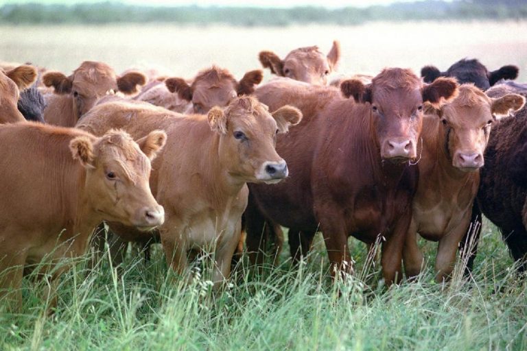Sugieren el consumo de carne artificial para reducir el calentamiento global