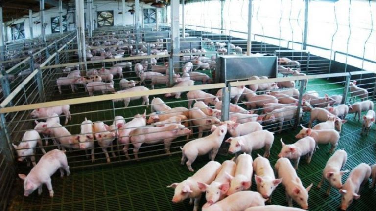 La fiebre porcina, una epidemia animal fuera de control. Consecuencias para Argentina