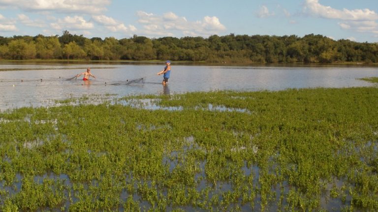 Científicos del CONICET hallan restos de 16 fármacos en peces del Río Uruguay