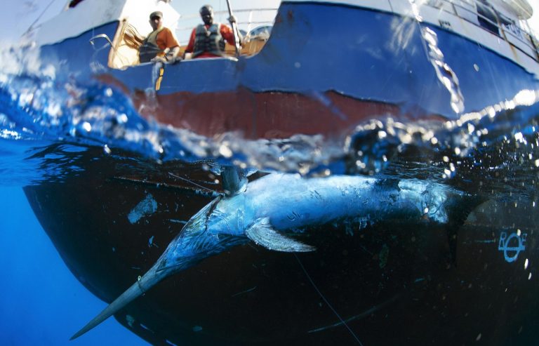 Especies de tiburones en riesgo de extinción por malas prácticas de pesca