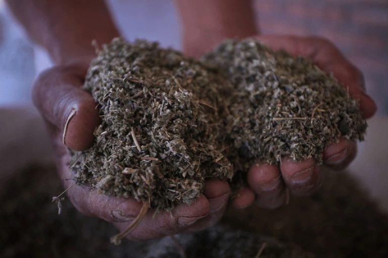 Legisladores cordobeses proponen proteger la peperina, en riesgo de extinción