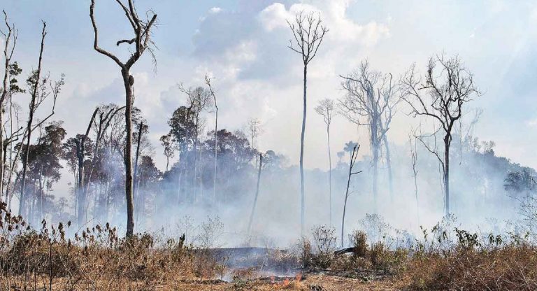 Las consecuencias de los incendios en la Amazonia