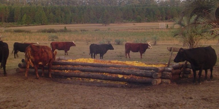 INTA Entre Ríos: aprovechan el descarte de cítricos para alimento del ganado