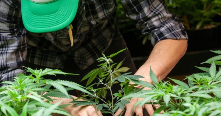 Un fuerte lobby para conseguir un marco legal para la industria del cannabis