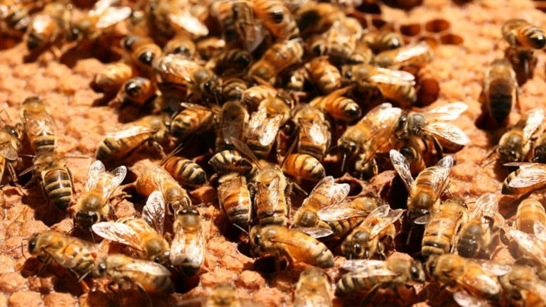 Un equipo de la UBA analiza los efectos del glifosato sobre las abejas