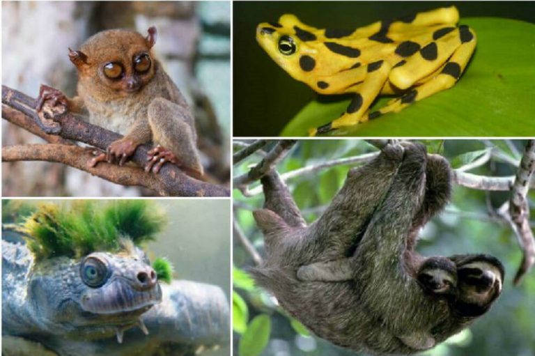 El tráfico de fauna afecta a una de cada cinco especies