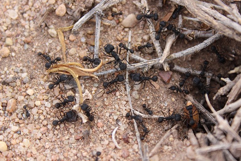 Manzanas y ciruelas: la fórmula científica argentina para combatir a las hormigas