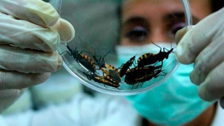Científicos argentinos avanzan con una nueva droga contra el Chagas