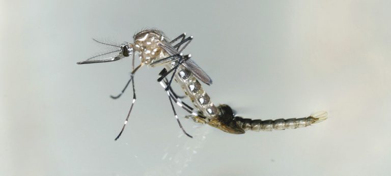 Avance del dengue en la región: el mayor número de casos registrados de la historia