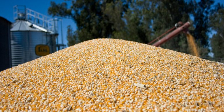 El maíz subió más de un 70% (en dólares) en 8 meses