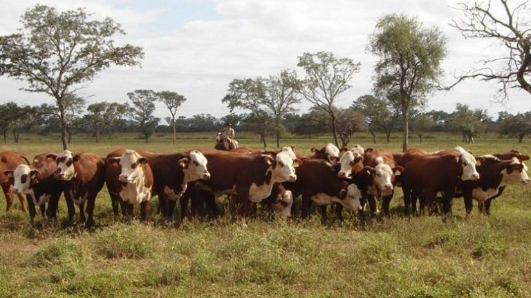 Una dieta para las vacas que disminuye la emisión de metano. Todo sea por el cambio climático