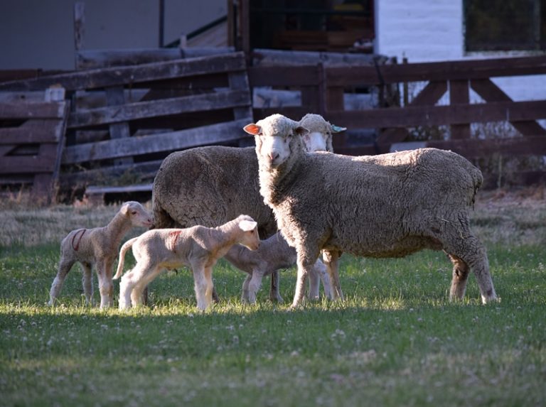 Nacieron en la Patagonia los primeros corderos de embriones «in vitro»