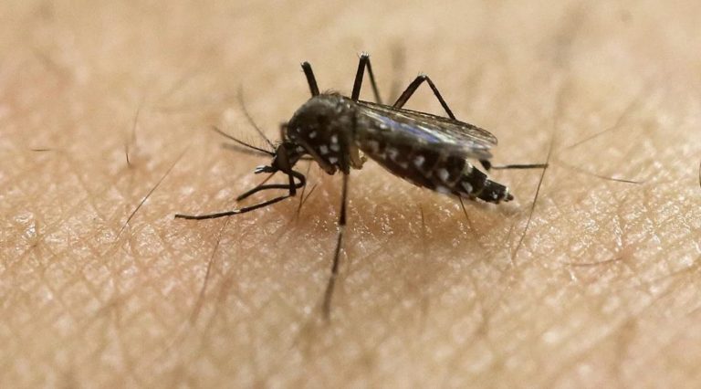 Aumentaron 60,5% los casos de dengue en una semana. Zonas más afectadas