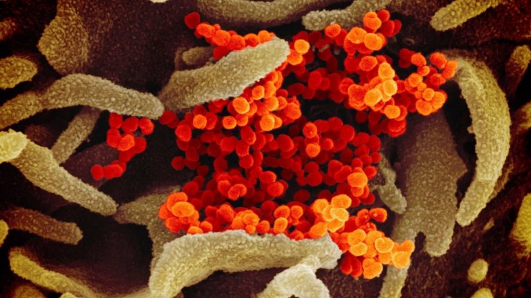 Conocer al enemigo: cómo es el coronavirus, cómo se lo combate