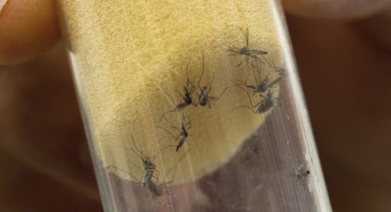 Usando mosquitos estériles tres países de América Latina buscan controlar el dengue