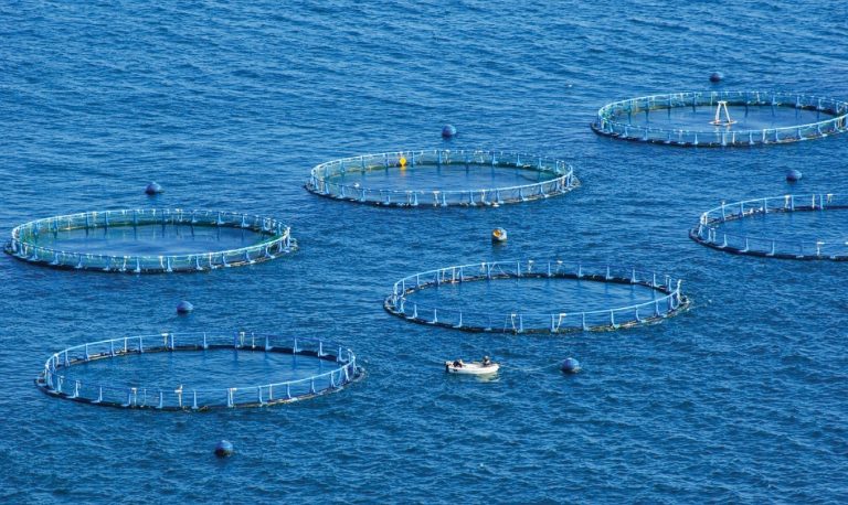 Por primera vez el INIDEP transfiere tecnología de cultivo de peces marinos a una empresa nacional