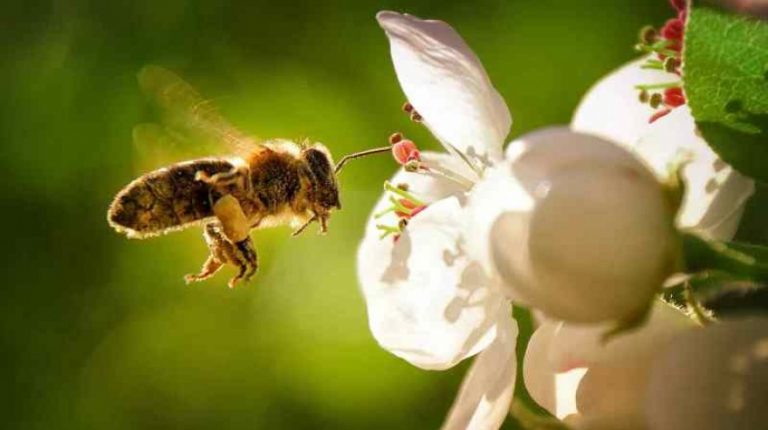 Apicultores impulsan una acción internacional para salvar a las abejas