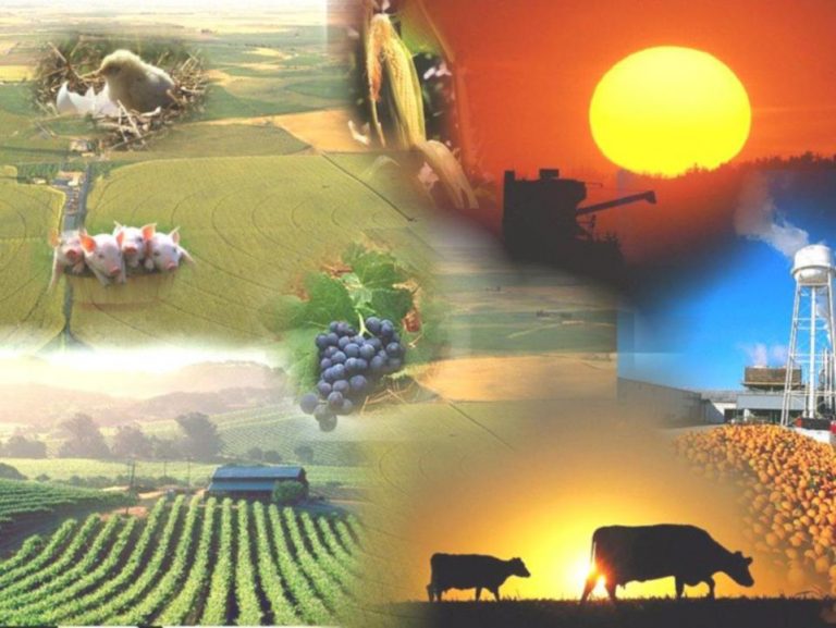 El Ministerio de Agricultura fijó 15 protocolos para las tareas rurales durante la pandemia