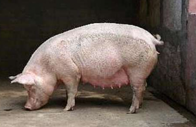 La polémica sobre el acuerdo con China para instalar criaderos de cerdos