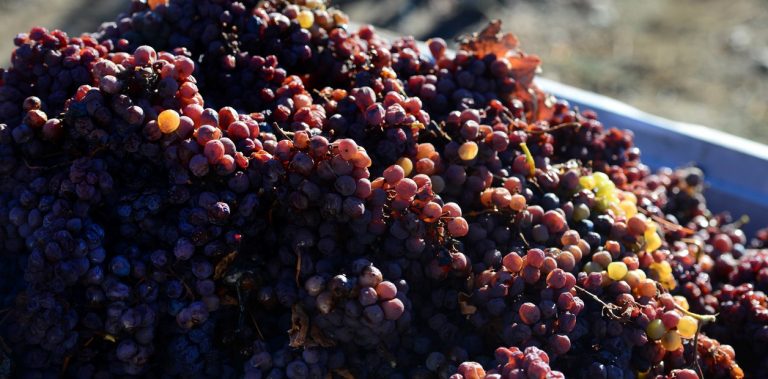 Las exportaciones de vino crecieron más de 50% en el primer semestre de 2020