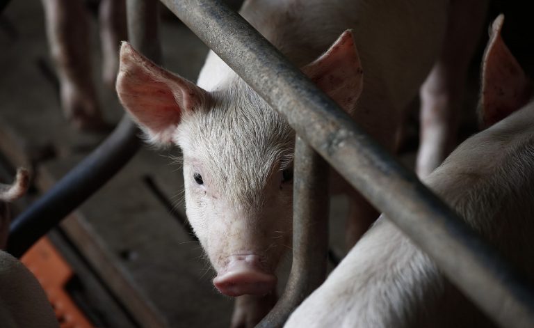 Otra visión en la polémica sobre el acuerdo con China para instalar criaderos de cerdos