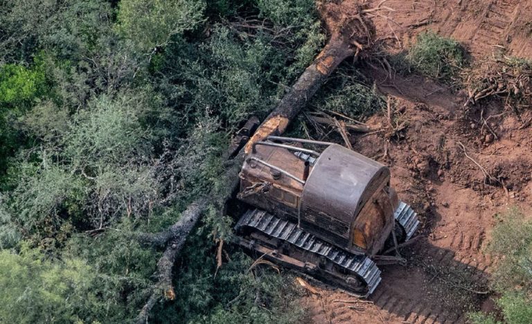 La cuarentena argentina no interrumpió el desmonte de bosques nativos