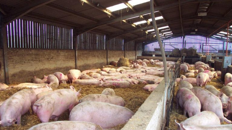 El Gobierno quiere firmar en agosto el acuerdo de megaexportación de cerdos a China