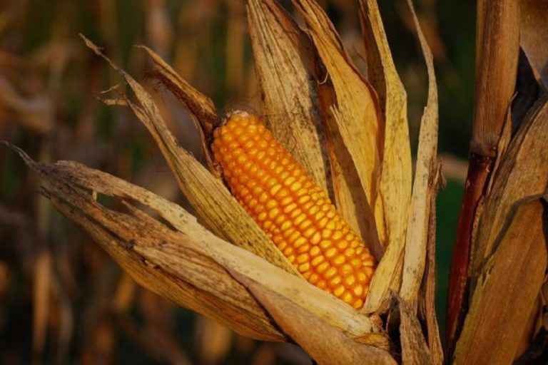 Para el productor, el maíz está compitiendo de igual a igual con la soja