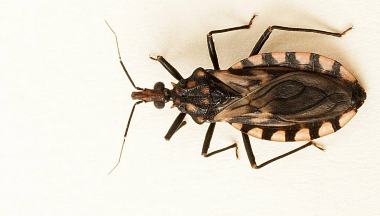 Las otras enfermedades: 1° medicamento aprobado contra el Chagas en niños y jóvenes