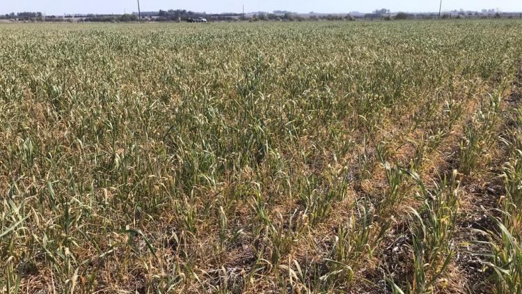 Sequía y heladas afectan la siembra de trigo «el peor escenario en 12 años»