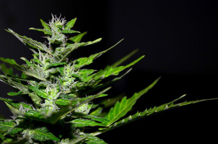 Cannabis medicinal: las inversiones que se planean